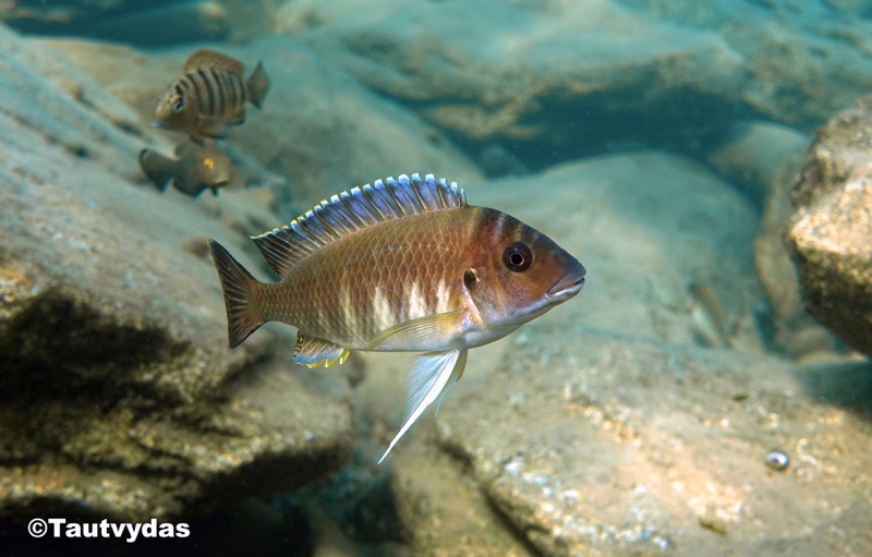Petrochromis orthognathus 'Halembe'